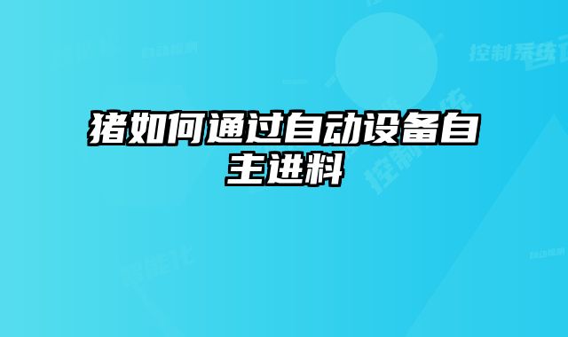 豬如何通過自動(dòng)設(shè)備自主進(jìn)料